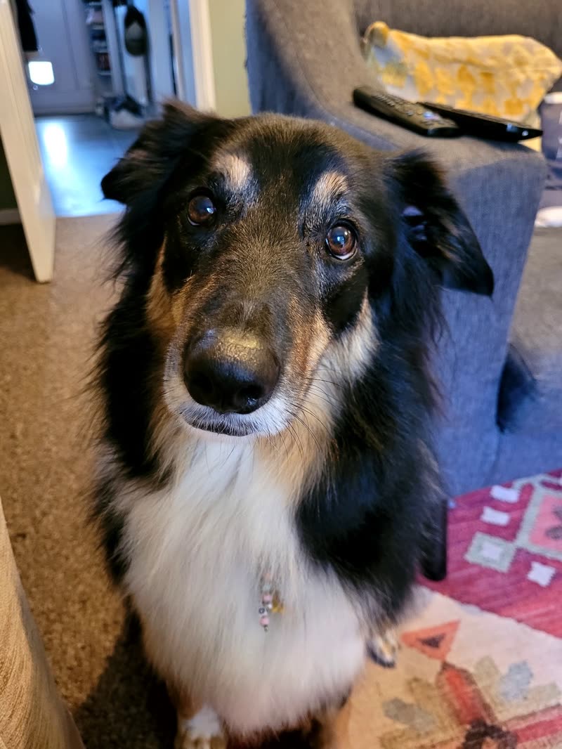 A tricolour collie with a brushed-out white chest ruff sitting indoors