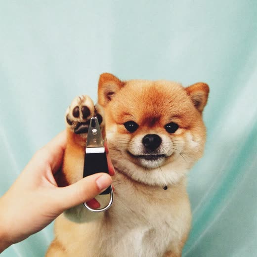 A dog's paw having its nails clipped