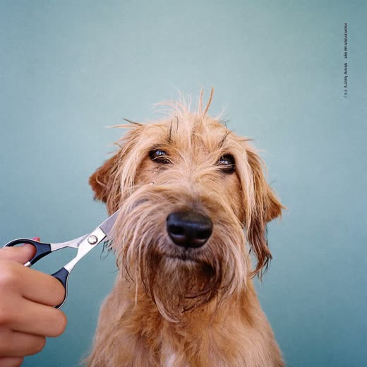 A dog having its face tidied with grooming scissors