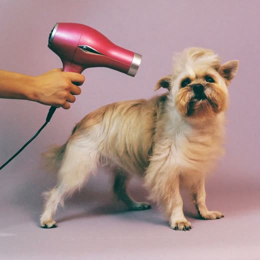 A small dog being blow-dried after a bath